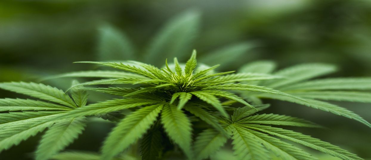 Nouvelle amende pour les consommateurs de cannabis